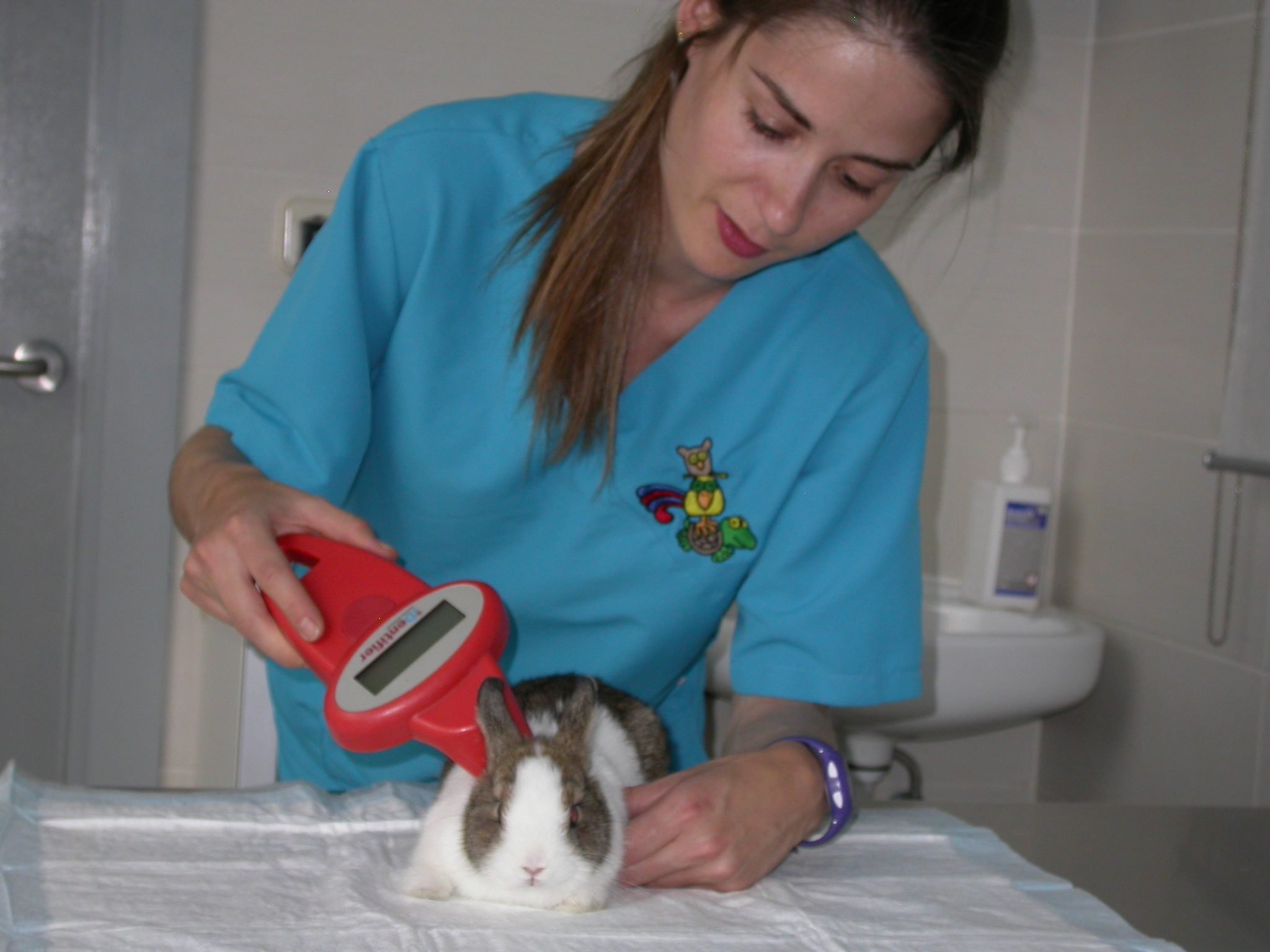 Veterinario especialista para conejos en Madrid