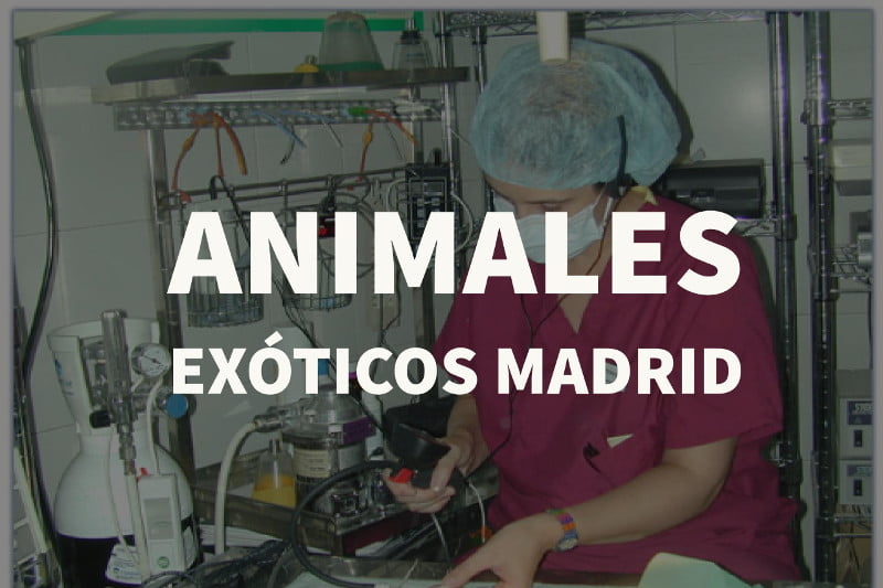 Animales exoticos Madrid