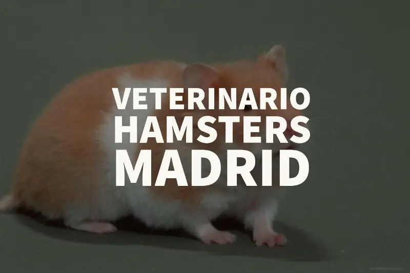 Clinica veterinaria para hamsters en Madrid