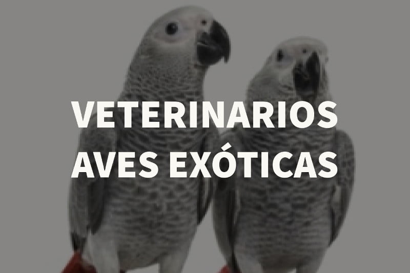 Veterinarios aves exoticas en Madrid