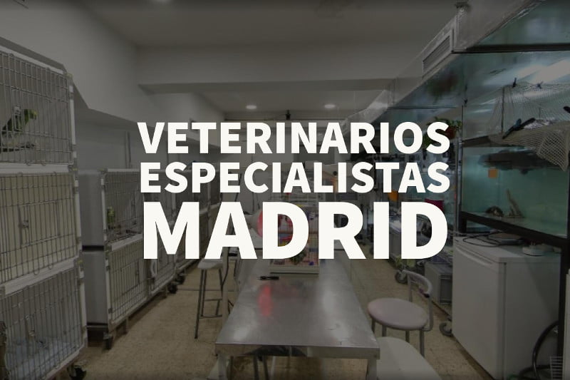veterinarios especialistas madrid