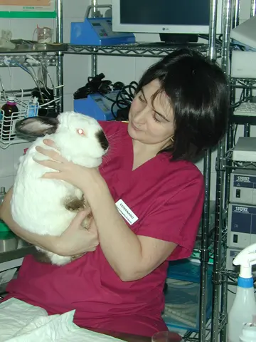Veterinarios conejos en Madrid